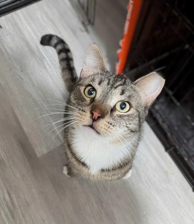 An adult medium-sized male Tabby (Brown / Chocolate) Domestic Short Hair cat named Brock for adoption in Seven Valleys, PA