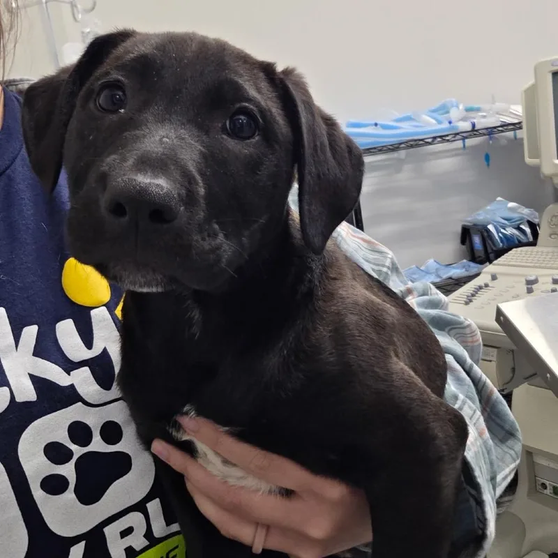 A baby small-sized female Black Labrador Retriever dog named Etta for adoption in Hinsdale, IL