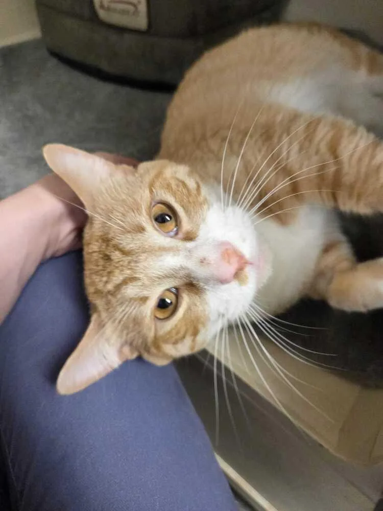 An adult medium-sized male Domestic Short Hair cat named Bacon for adoption in Elmsford, NY