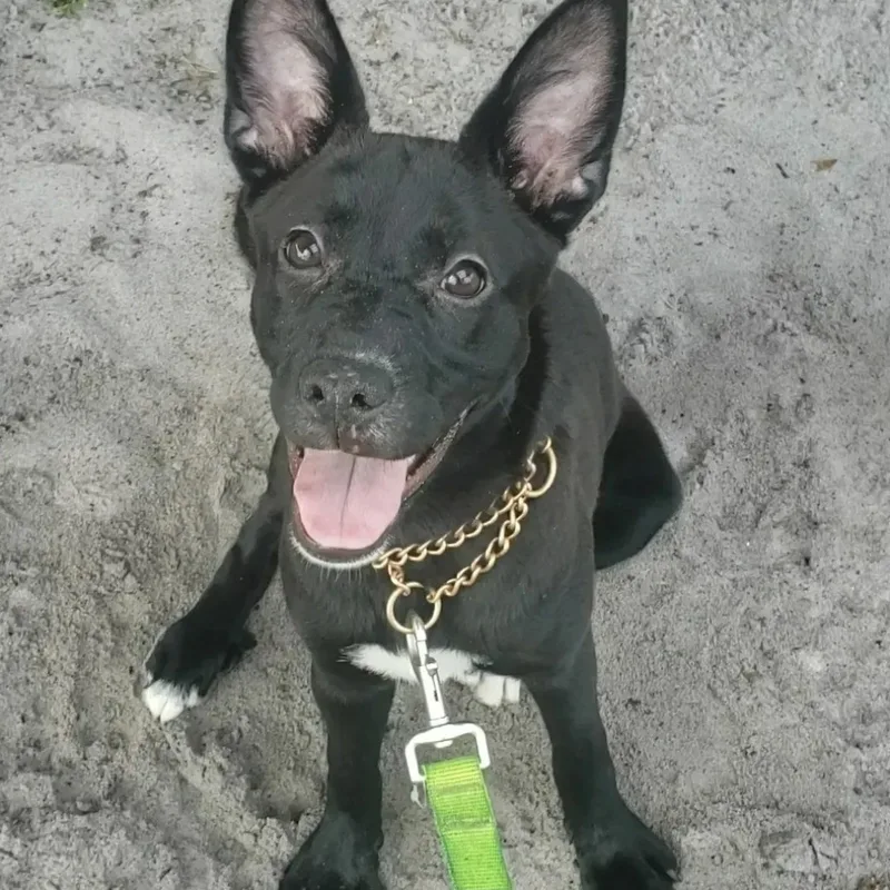 A young medium-sized female Black Cattle Dog dog named Mishka for adoption in Fort Myers, FL