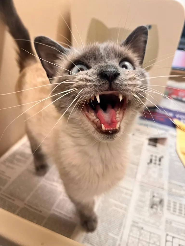 A young medium-sized female Siamese cat named Clara for adoption in Utica, MI