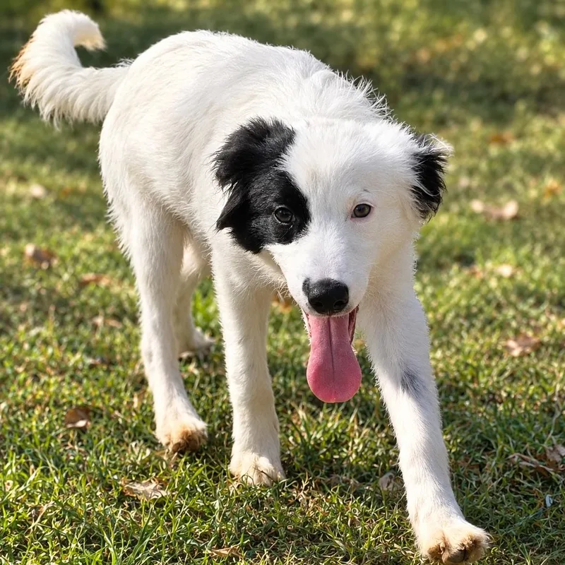 A baby medium-sized male Border Collie dog named Simon for adoption in Anderson, SC