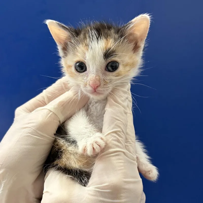 A baby small-sized female Calico Domestic Short Hair cat named Winnie Pearl for adoption in Long Beach, CA