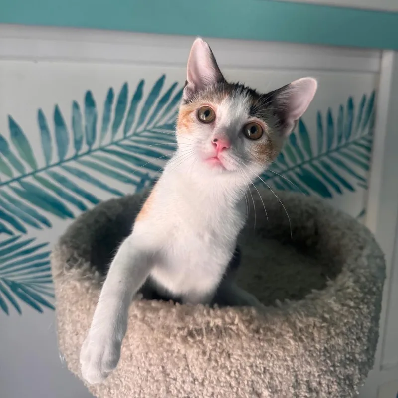 Winnie Pearl thumbnail 2