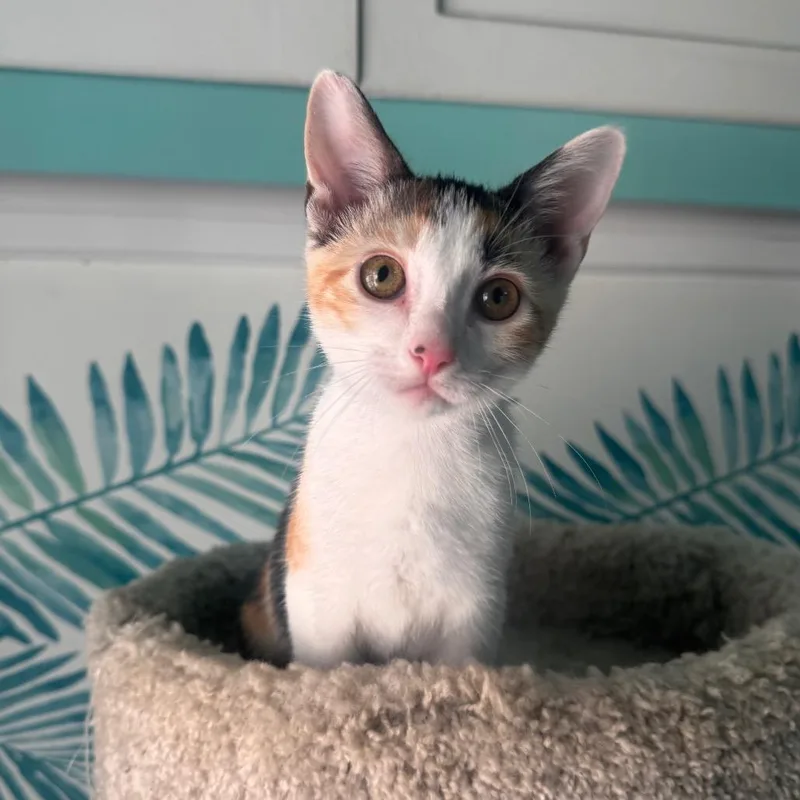Winnie Pearl thumbnail 4