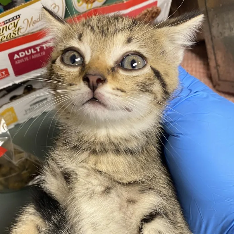 A baby small-sized female Brown / Chocolate Domestic Short Hair cat named 71685 for adoption in Harrisonburg, VA