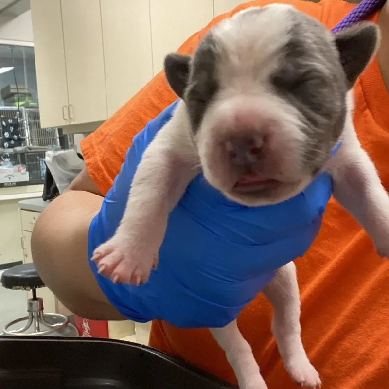 A baby large-sized male White / Cream Cattle Dog dog named Mini_____ for adoption in Westminster, CA