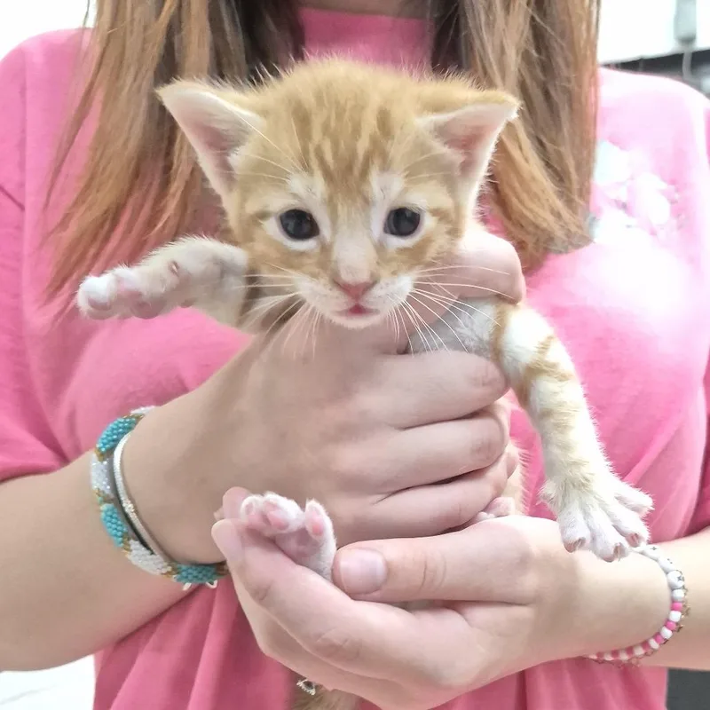 A baby small-sized male Orange / Red Domestic Short Hair cat named Walter for adoption in Ardmore, OK