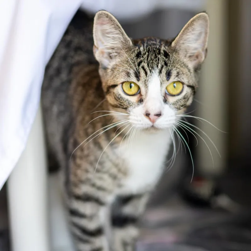 A young medium-sized male Brown / Chocolate Domestic Short Hair cat named Sailor for adoption in Wilmington, DE