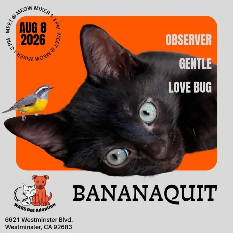 A baby small-sized male Black Domestic Short Hair cat named Bananaquit for adoption in Westminster, CA