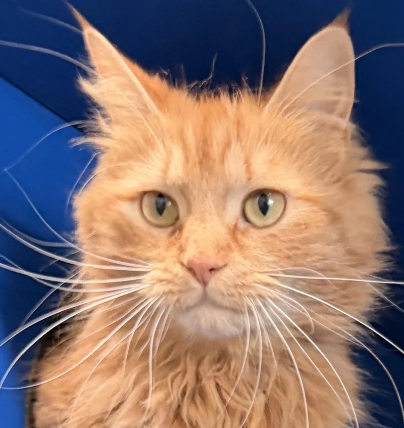 A young medium-sized female Orange / Red Domestic Medium Hair cat named Brie for adoption in Sault Sainte Marie, MI