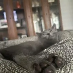 A baby medium-sized female Gray / Blue / Silver Domestic Short Hair cat named Storm for adoption in Overland Park, KS