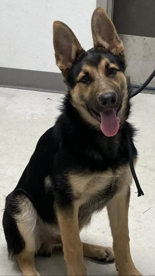 An adult large-sized male German Shepherd Dog dog named Kai for adoption in Los Angeles, CA