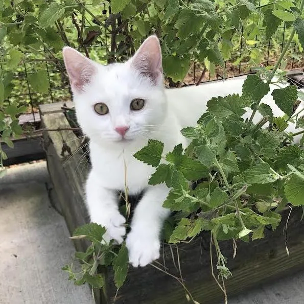 A baby small-sized male White Domestic Short Hair cat named Cotton for adoption in Smithville, TN