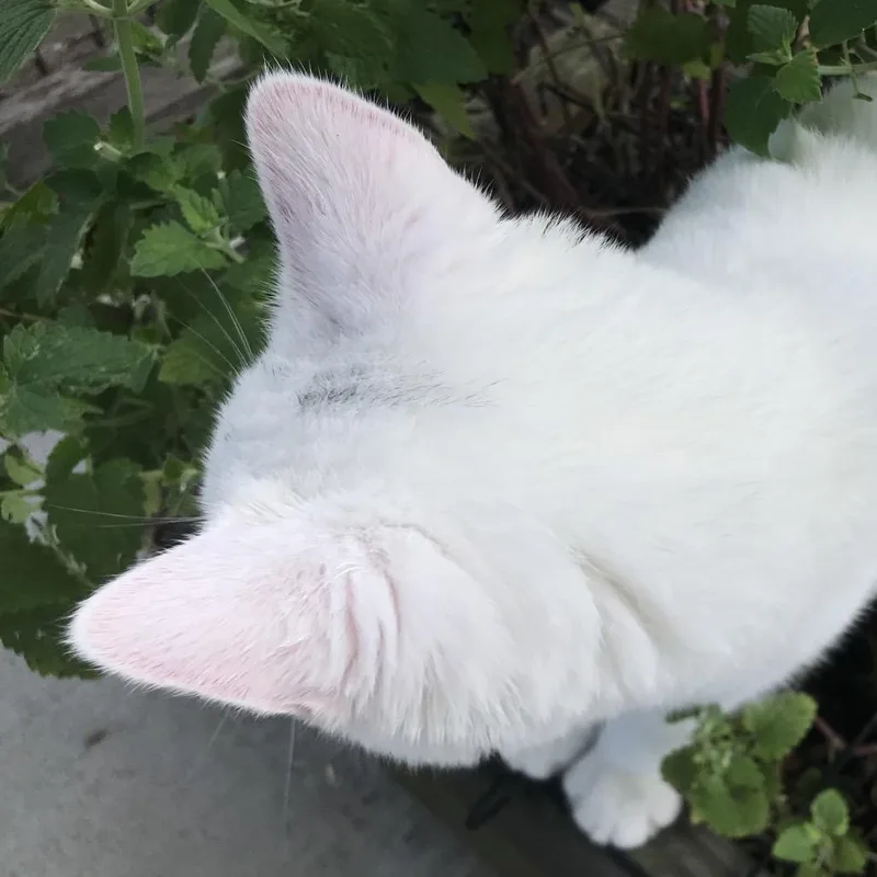 Cotton thumbnail 3