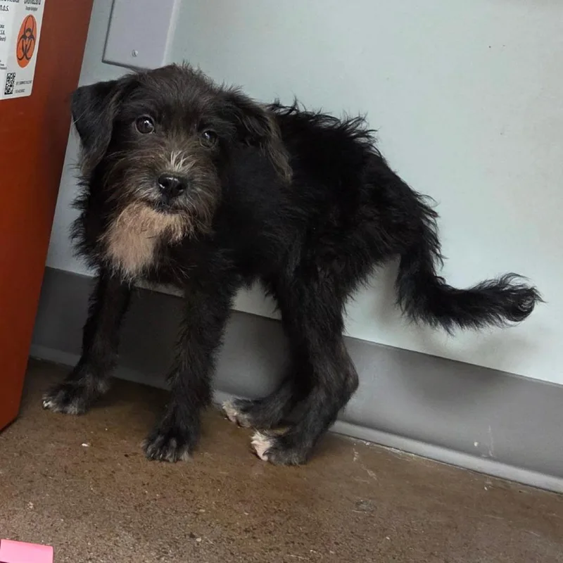 A baby small-sized female Black Schnauzer dog named Dahlia for adoption in Chattanooga, TN