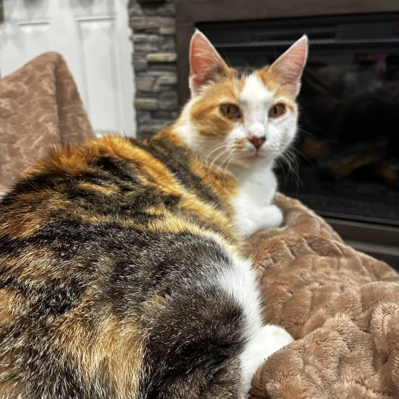 An adult medium-sized female Calico Domestic Short Hair cat named Cutie Pie for adoption in Nevada, MO