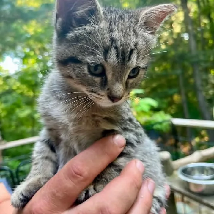 A baby medium-sized male Tabby (Brown / Chocolate) Domestic Short Hair cat named Dozer for adoption in Kentwood, MI