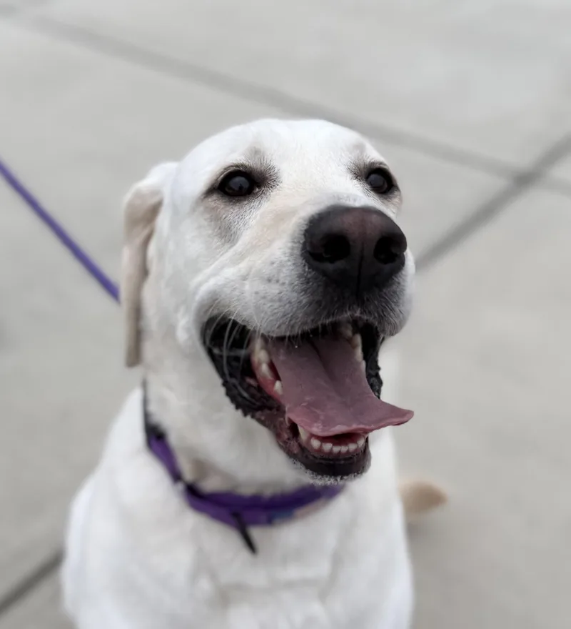 An adult large-sized female Labrador Retriever dog named Gracie for adoption in Manassas, VA