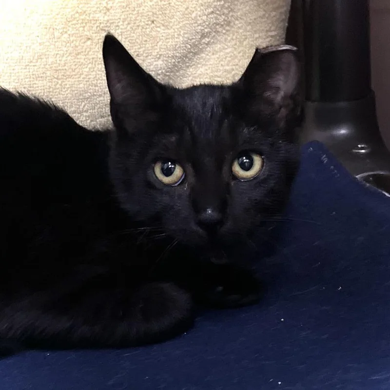 A baby small-sized female Black Domestic Short Hair cat named Gina for adoption in Owosso, MI