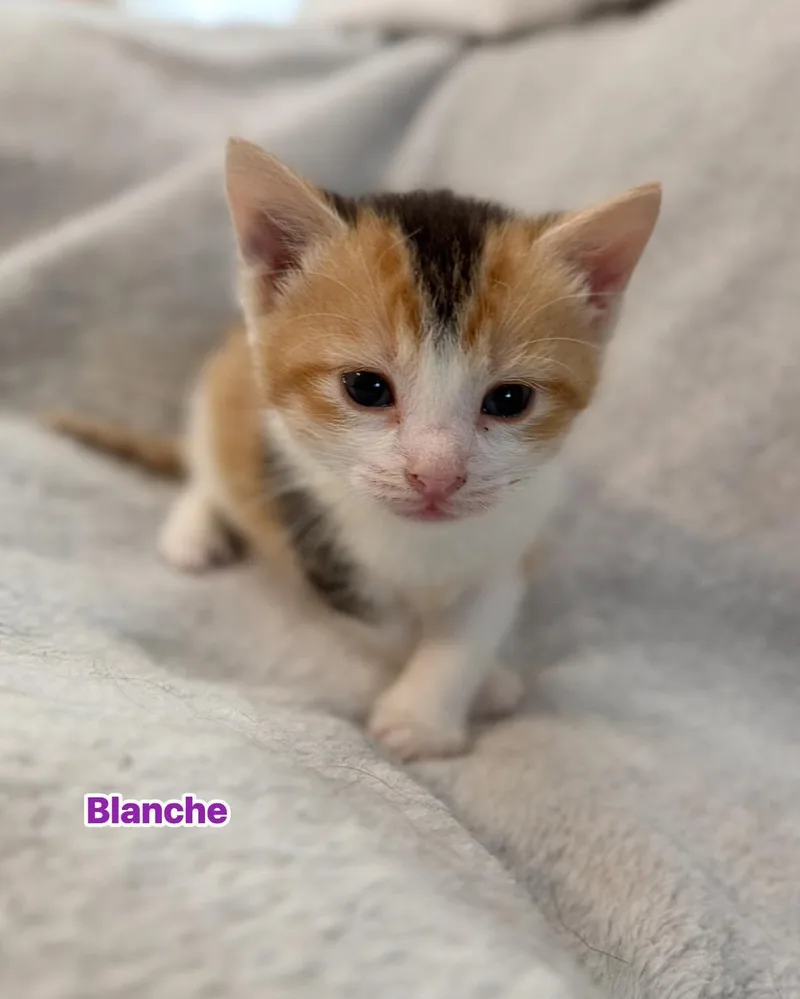 A baby medium-sized female Calico Domestic Short Hair cat named Blanche for adoption in Largo, FL