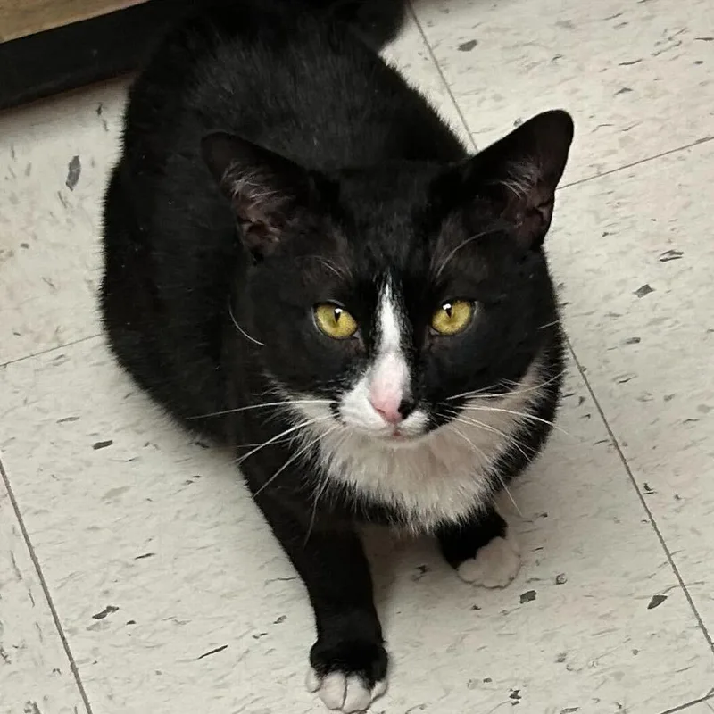 An adult extra large-sized male Black Domestic Short Hair cat named Bond for adoption in Philadelphia, PA