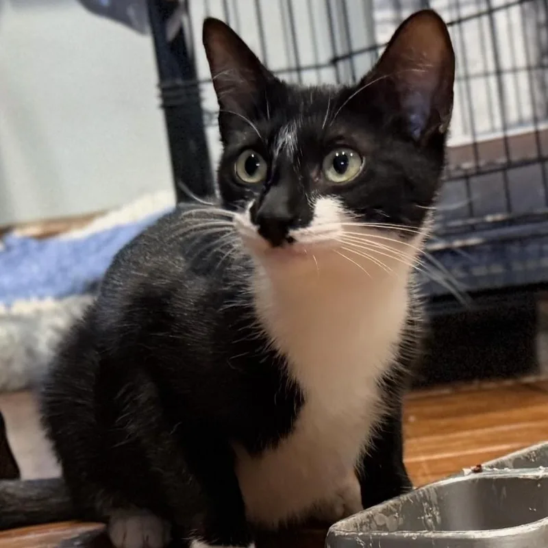 A young medium-sized female Black & White / Tuxedo Domestic Short Hair cat named Candy for adoption in Cranford, NJ