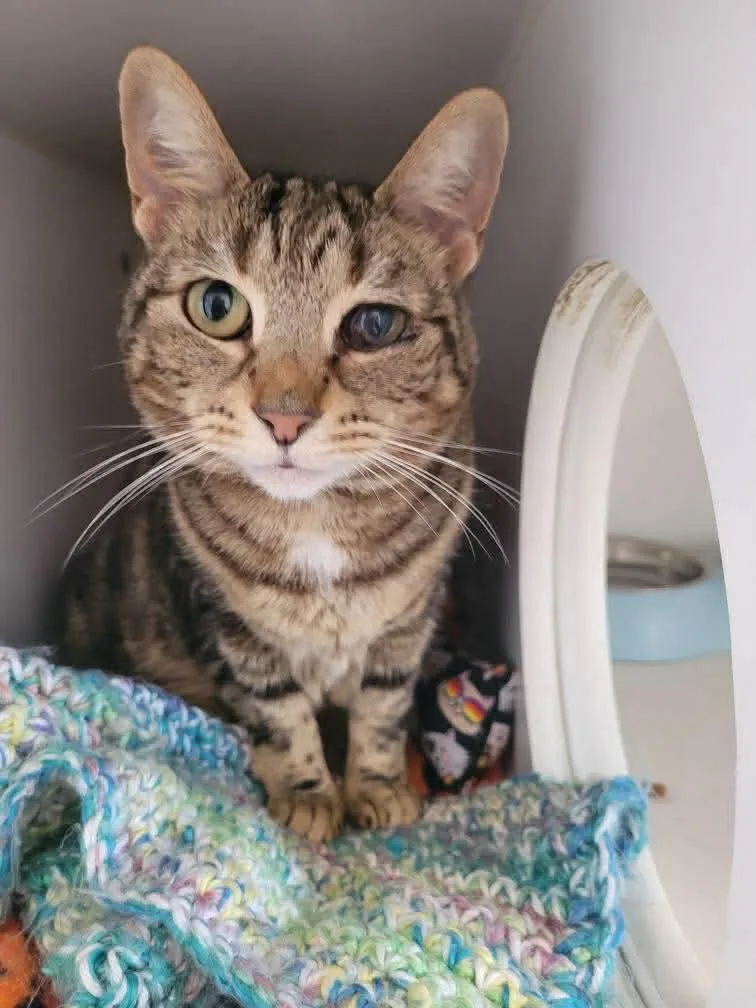 An adult medium-sized female Domestic Short Hair cat named Froto for adoption in Gettysburg, PA