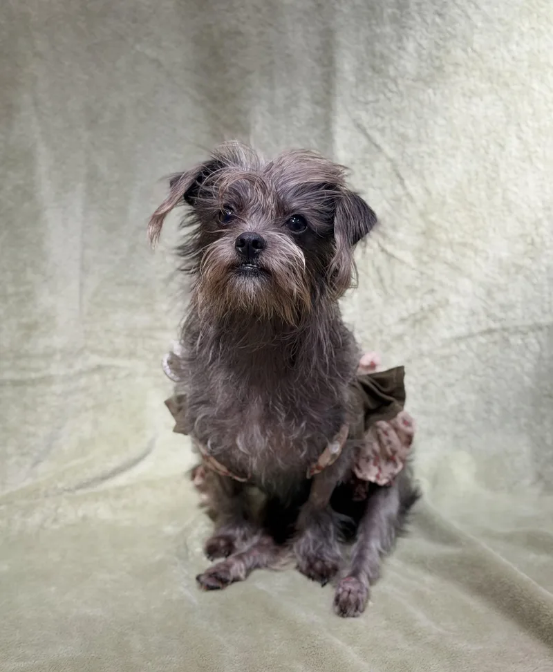 A young small-sized female Terrier dog named Mellie for adoption in Laguna Beach, CA