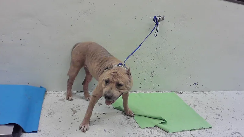 An adult large-sized female Staffordshire Bull Terrier dog named Guera for adoption in Houston, TX