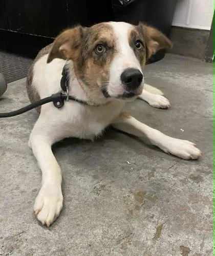 An adult medium-sized female Catahoula Leopard Dog dog named Sassy for adoption in Bowling Green, KY
