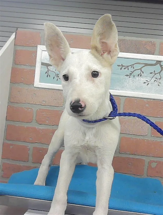 A baby small-sized female Bull Terrier dog named A for adoption in Houston, TX