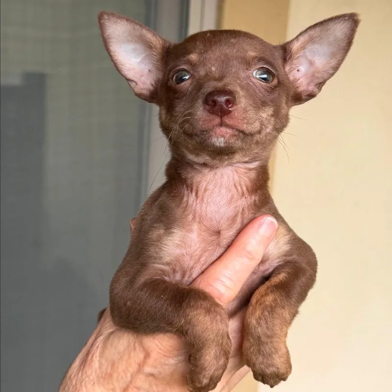 A baby small-sized female Brown / Chocolate Chihuahua dog named Sedona for adoption in Boerne, TX