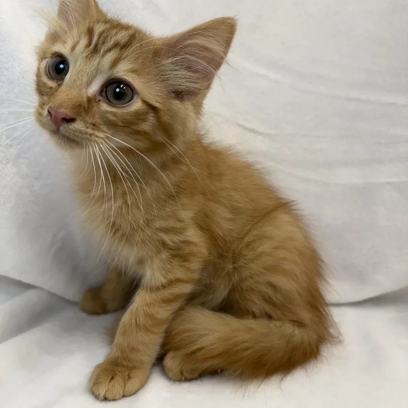 A baby medium-sized male Tabby (Orange / Red) Domestic Short Hair cat named Sunny for adoption in Greensboro, NC
