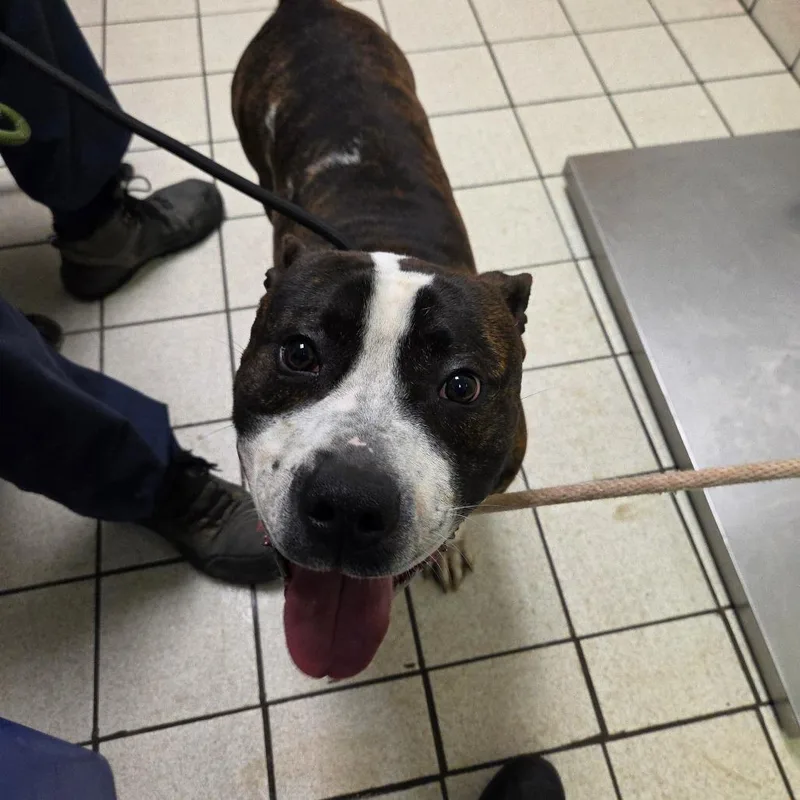 An adult large-sized male Brown / Chocolate Mixed Breed dog named Rilo for adoption in Charleston, WV