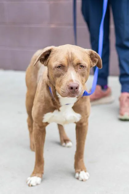 An adult large-sized male Mixed Breed dog named Hahssan for adoption in Chamblee, GA