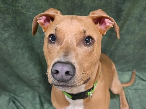 A young large-sized male Pit Bull Terrier dog named Cash for adoption in Portland, OR