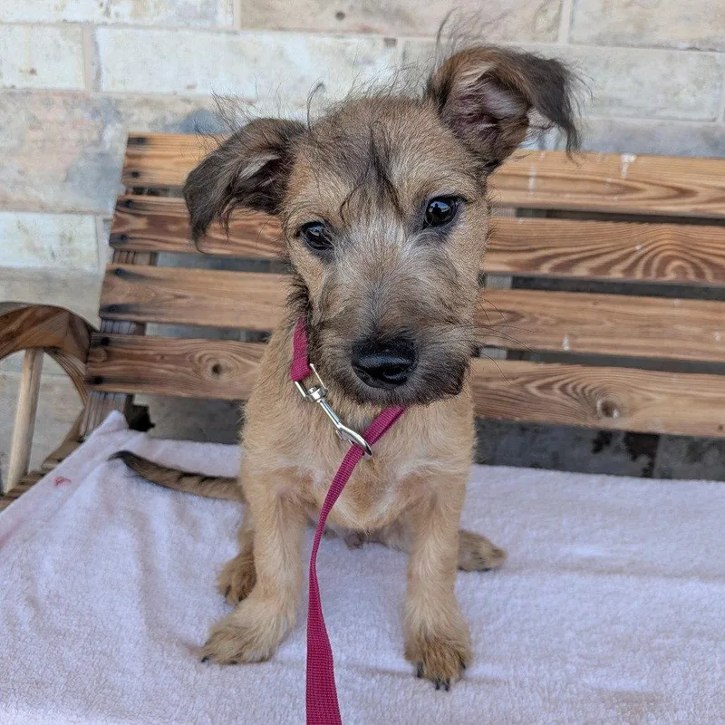 A baby medium-sized male Terrier dog named Moody for adoption in Chico, CA
