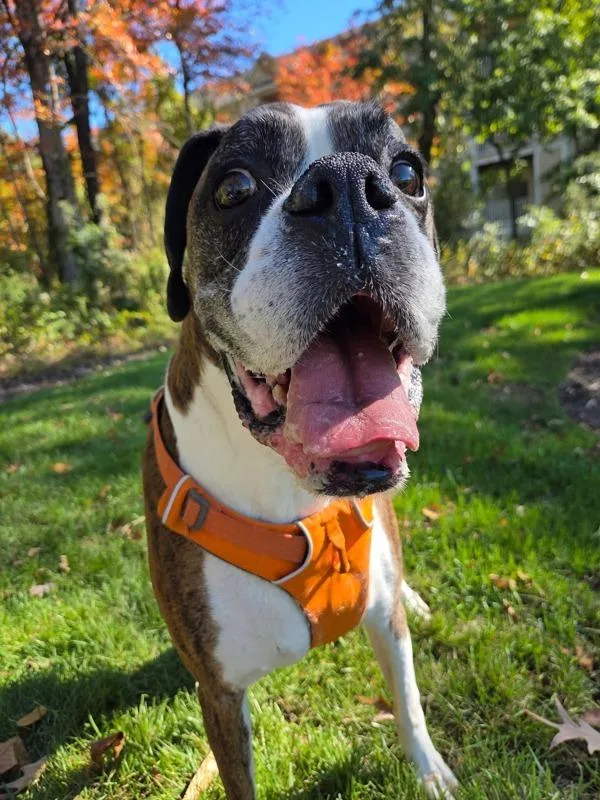 A senior large-sized male Boxer dog named Roscoe for adoption in Millersville, MD