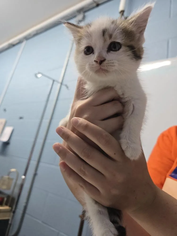 A baby small-sized female Black & White / Tuxedo Domestic Short Hair cat named Darby for adoption in Evansville, IN