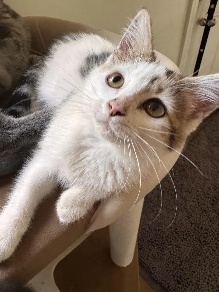Darby thumbnail 3