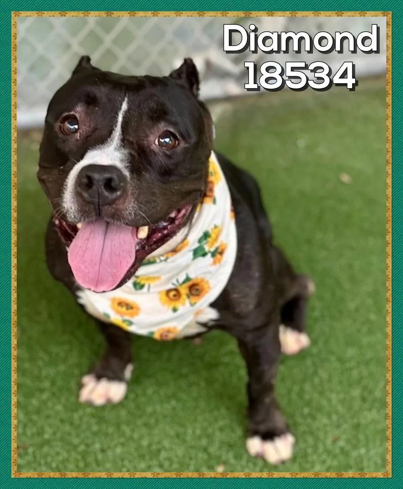 An adult medium-sized female Black American Bully dog named Diamond for adoption in Marietta, GA
