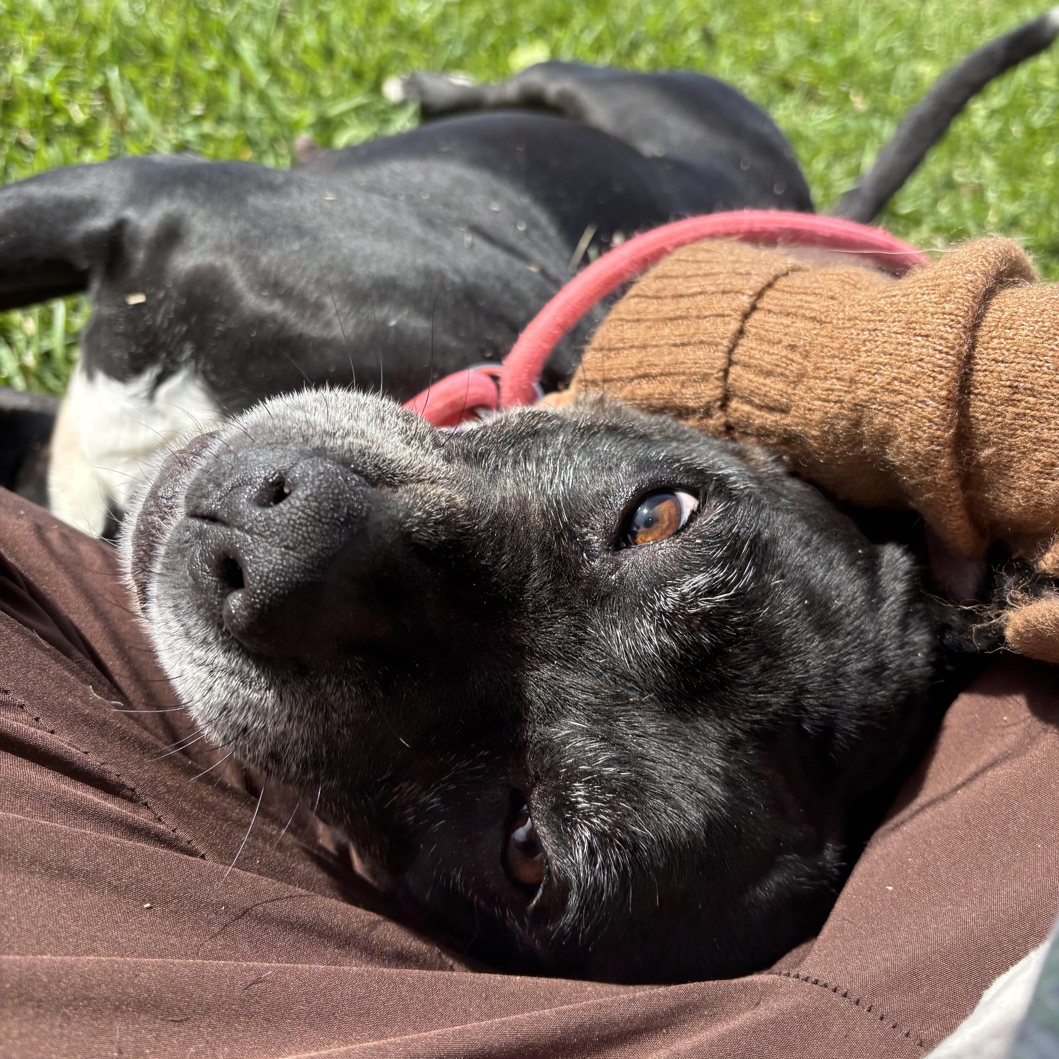 An adult medium-sized female Pit Bull Terrier dog named Cookie for adoption in Pearland, TX