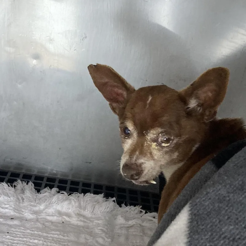 A senior small-sized male Brown / Chocolate Chihuahua dog named Brutus for adoption in Philadelphia, PA