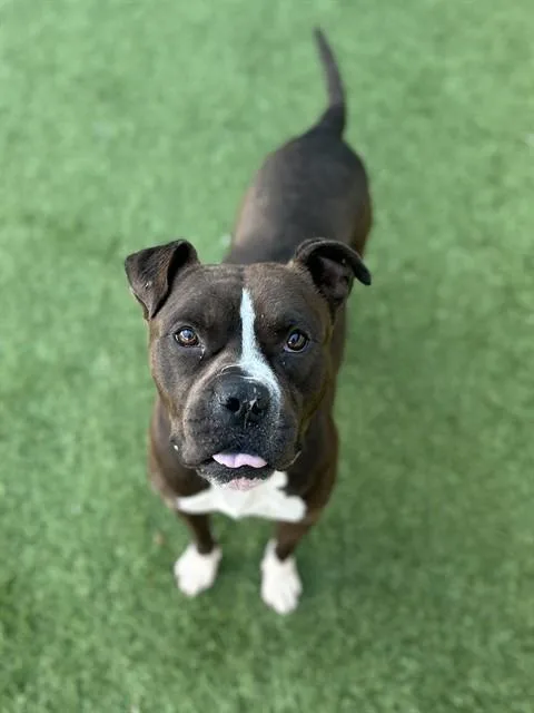 An adult medium-sized male Mixed Breed dog named Zimba for adoption in Dallas, TX