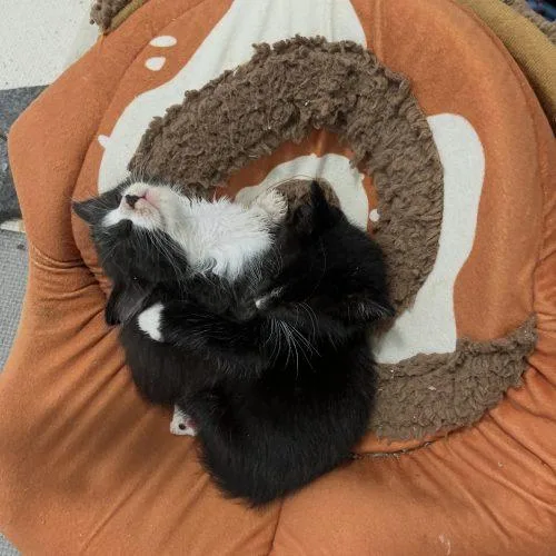 A baby small-sized male Tuxedo cat named Goofy for adoption in Paulina, LA