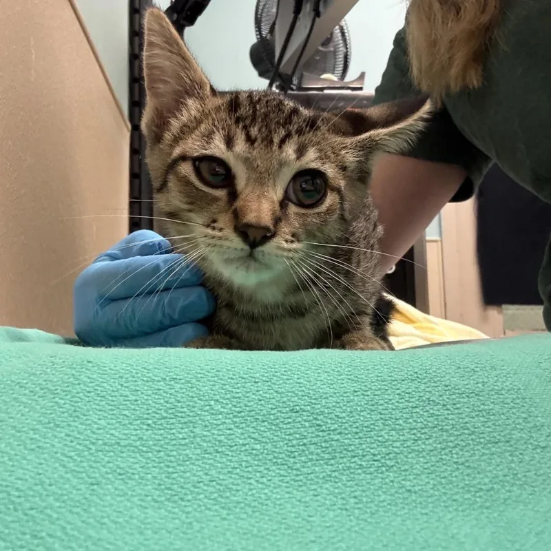 A baby small-sized male Domestic Short Hair cat named Cerium for adoption in Tacoma, WA