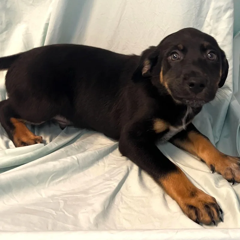 Cosmic Brownie thumbnail 2