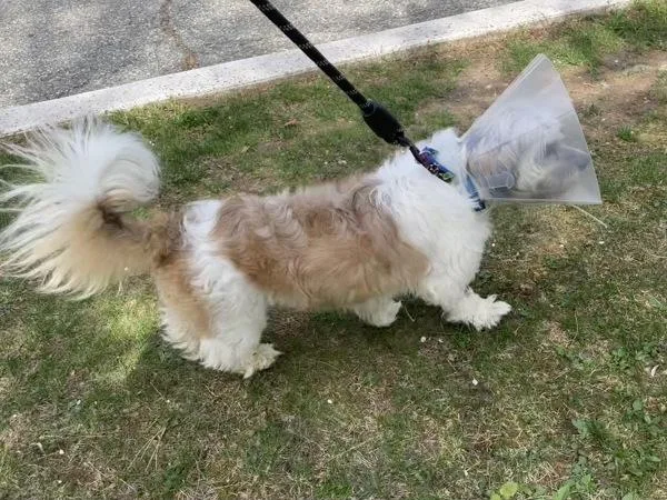 An adult small-sized male Shih Tzu dog named Eggbert for adoption in Oakland, NJ