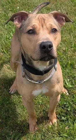 A young medium-sized male Pit Bull Terrier dog named Richie for adoption in Akron, OH